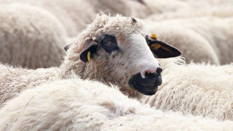 £250,000 investment at Stirling livestock auction site