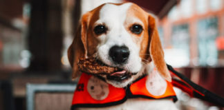 Waggy Tails Welcome at Hard Rock Cafe Manchester’s Pet Patio